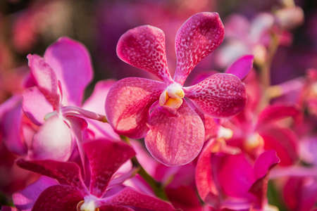 Beautiful Purple orchid flower treeの写真素材
