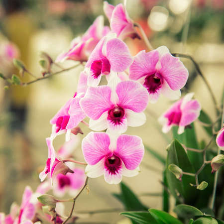 Beautiful Purple orchid flower treeの写真素材