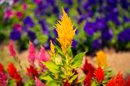 Cockscomb flower (Celosia Cristata) in a garden.の写真素材