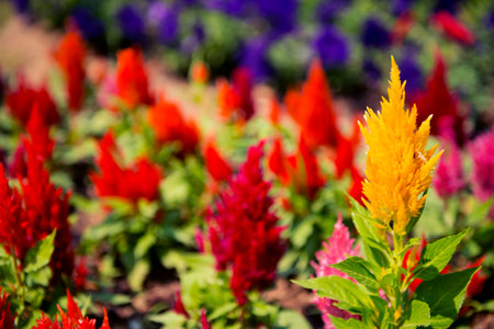 Cockscomb flower (Celosia Cristata) in a garden.の写真素材