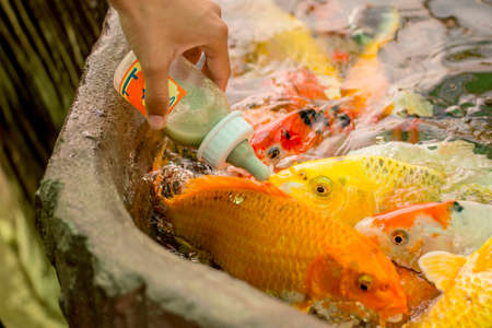 Feeding hungry fancy carp fish in the pool.の写真素材