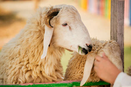 Kid feeding sheep in the farm ,Thailandの写真素材