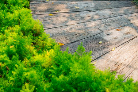 decoration footpath and grass in the garden.の写真素材