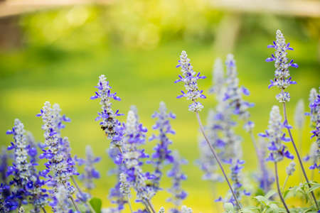 Violet flower in the garden , floral backgroundの写真素材