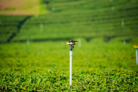 Water sprinkler at Choui Fong Tea Plantation ,Chiangrai Thailand.