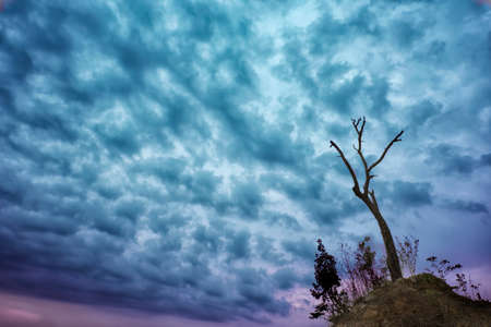 lone dead tree with dramatic cloud.の写真素材