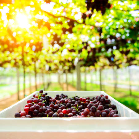 harvesting fresh grape from the farm Tak ,Thailandの写真素材