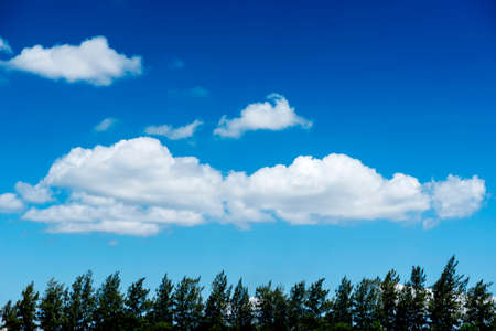 Nice blue sky and cloud and pine tree