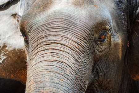 Close up Asian elephant head Thailandの写真素材