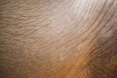 close up elephant skin texture and background.の写真素材