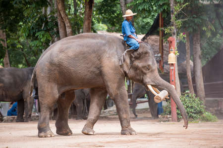 Lampang Thailand  June 7 2015 : Daily elephant show at The Thai Elephant Conservation Center TECC mahout show how to train elephant in forestry industry. Lampang Thailand.のeditorial素材