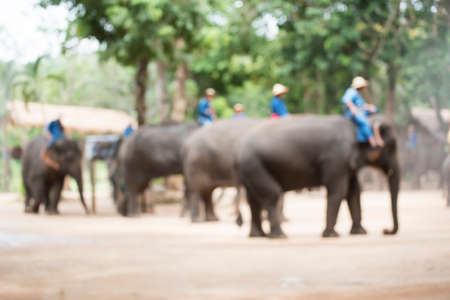 Blurred focus .Elephant show Lampang Thailand.