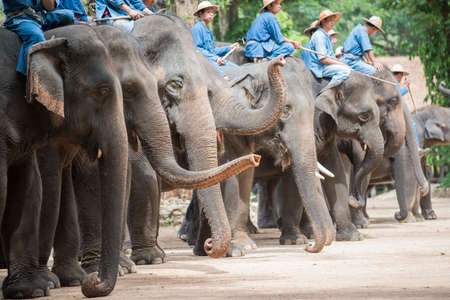 Lampang Thailand  June 7 2015 : Daily elephant show at The Thai Elephant Conservation Center TECC mahout show how to train elephant in forestry industry. Lampang Thailand.のeditorial素材