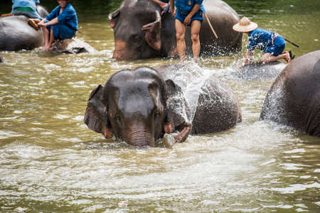 mahouts bath and clean the elephants in the river for show the tourismのeditorial素材