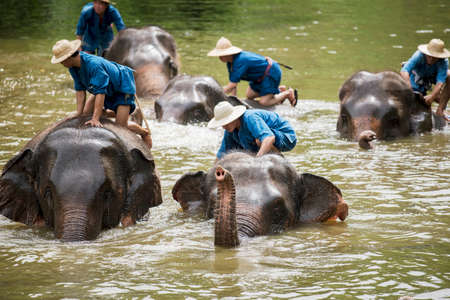 LAMPANG THAILAND  JUNE 8 : Daily elephant show at The Thai Elephant Conservation Center mahouts bath and clean the elephants in the river for show the tourism. June 8 2015 Lampang Thailand.のeditorial素材