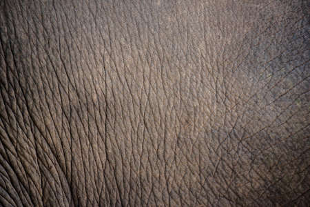 close up elephant skin texture and background.の写真素材