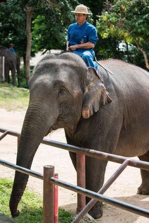 LAMPANG THAILAND  JUNE 8 : Daily elephant show at The Thai Elephant Conservation Center mahouts control the elephants wait for tourism feed banana. June 8 2015 Lampang Thailand.のeditorial素材