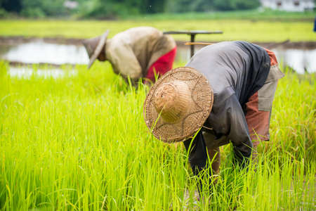 Group of Thai farmer planting rice in the farm.の写真素材