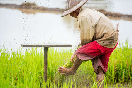 Thai farmer planting rice in the farm.のeditorial素材