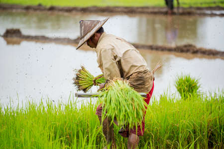 Thai farmer planting rice in the farm.のeditorial素材