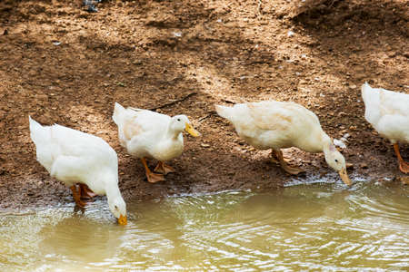 White ducks looking for food on farm.の写真素材