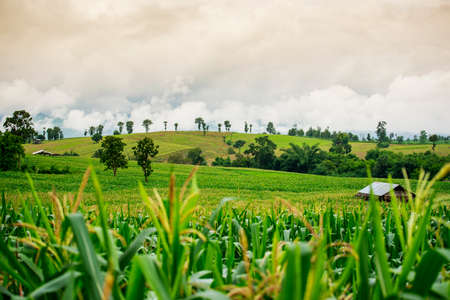 Field corn on the mountain. Tak ,Thailand.の写真素材