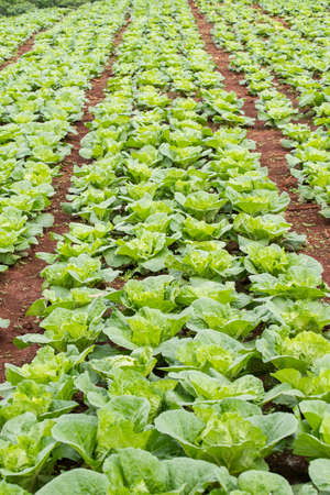Vegetable field of green Chinese cabbage. Tak province ,Thailand.の写真素材