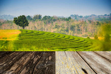 wood floor with terrace tea field background.の写真素材