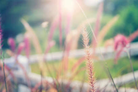 Beautiful grass flower with sunset background. Filter : Vintage effected.の写真素材