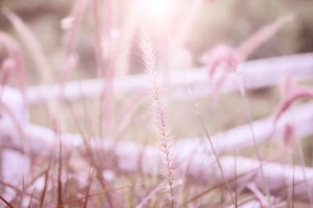 Beautiful grass flower with sunset background. Filter : Pastel effected.の写真素材
