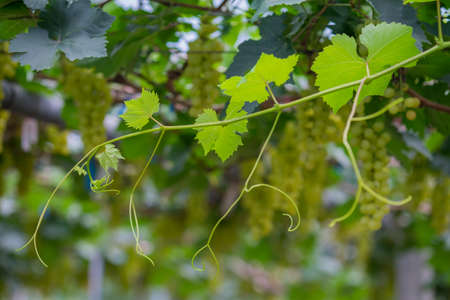 Young grapes leaves on vineyard and green grapes backgroundの写真素材