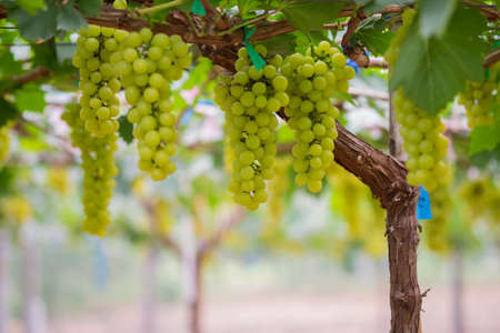 Fresh green grapes on vineyards Tak ,Thailand.の写真素材