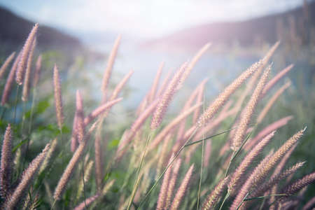 Beautiful grass flower with lake background. Filter : Pastel effected.の写真素材