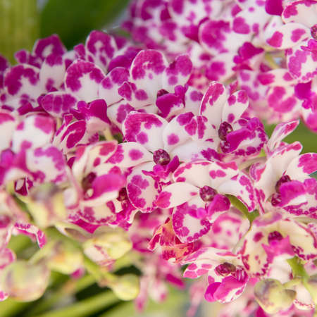 Beautiful orchids flower tree.の写真素材