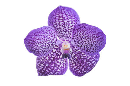 Beautiful purple orchid flower isolated on white.の写真素材