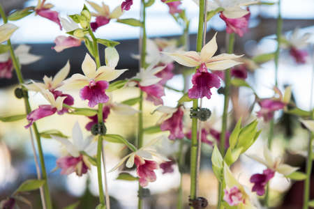 Beautiful pink and white orchids flower tree.の写真素材