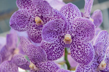 Beautiful purple orchids flower tree.