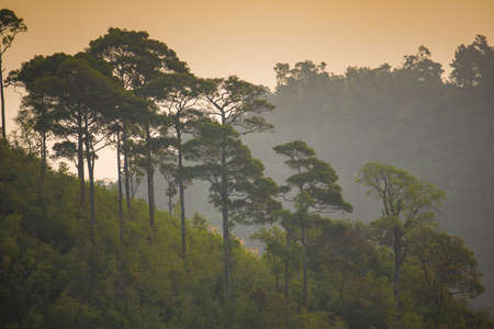 Rainforest with big tree on the mountain at sunrise Taksin Maharach National Park Tak,Thailand.
