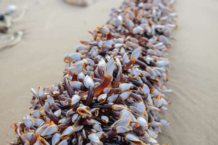 Goose barnacles or gooseneck barnacles on lumber.の写真素材