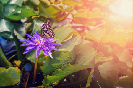 Butterfly and lotus flower at sunset.の写真素材