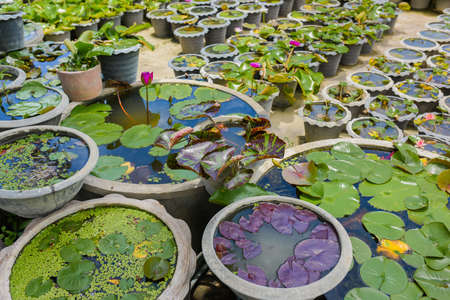 Beautiful waterlily or lotus flower on the farm ,Thailand.の写真素材