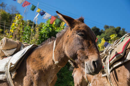 Brown donkeys relax after hard worked Chomrong village ,Nepal.の写真素材