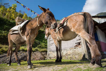 Brown donkeys relax after hard worked Chomrong village ,Nepal.の写真素材