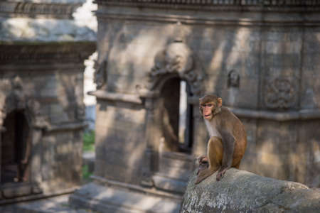 Monkey in Pashupatinath, Kathmandu, Nepal.の写真素材