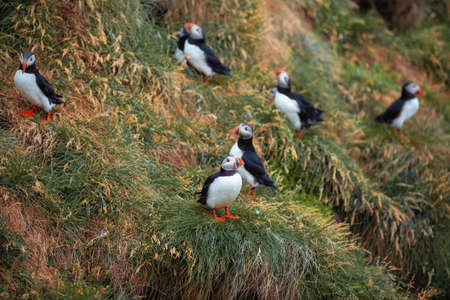 Cute Atlantic Puffin - ratercula arctica in Borgarfjordur eystri ,Iceland.の写真素材