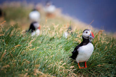Cute Atlantic Puffin - ratercula arctica in Borgarfjordur eystri ,Iceland.の写真素材