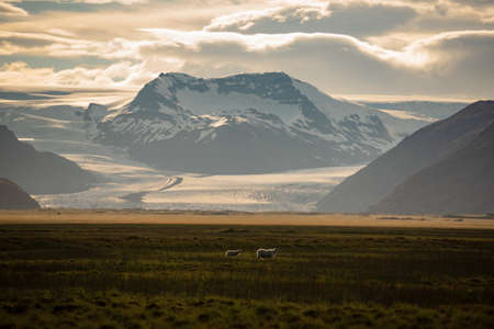A herd of sheep in a field and Vatnajokull glacier in background ,Iceland Summer.の写真素材