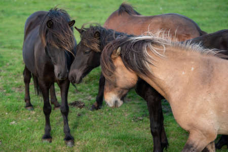 Icelandic Horses in summer ,Iceland.の写真素材