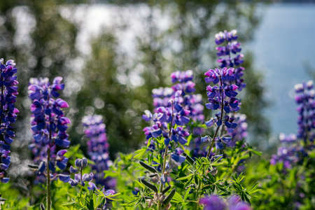 Beautiful Lupine flower and bokeh background ,Iceland.