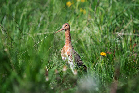 Icelandic Black-tailed Godwit (Limosa Islandica)の写真素材